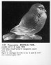 画像3: 【LALIQUE】ルネ・ラリック　MOINEAU FIER ペーパーウェイト (3)